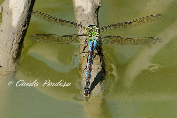 Anax imperator o parthenope ??